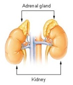 Illu_adrenal_gland